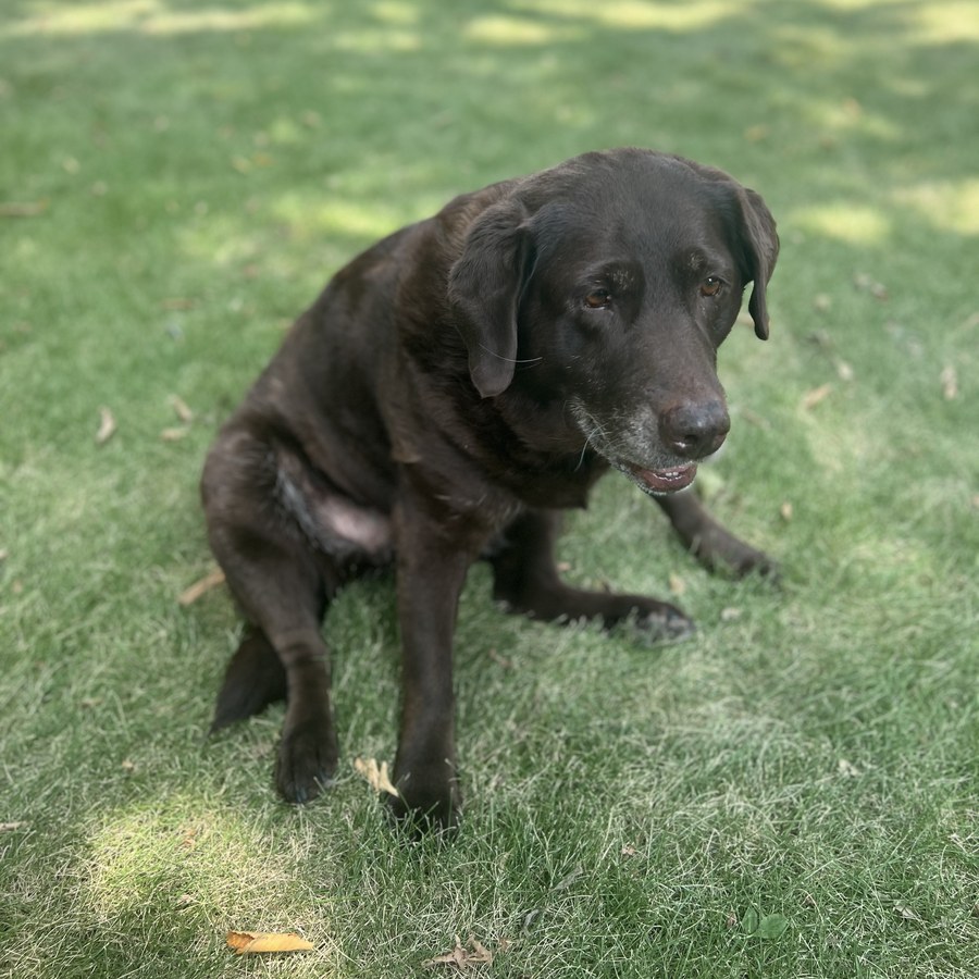 Our chocolate lab